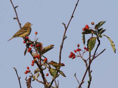 Meadow Pipit (Anthus pratensis)