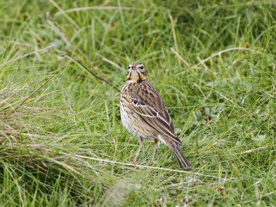 Tree Pipit (Anthus trivialis)