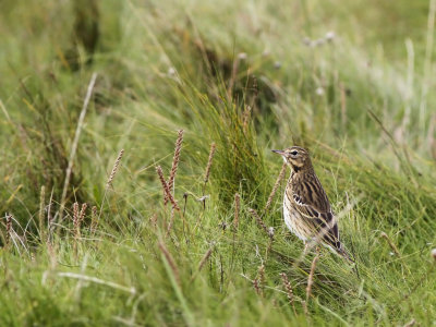 Tree Pipit (Anthus trivialis)