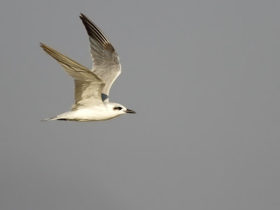 Gull-Billed Tern (Gelochelidon nilotica) 