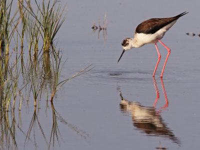 Black-winged Stilt (Himantopus himantopus)