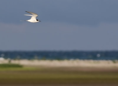 Arctic Tern (Sterna paradisaea)