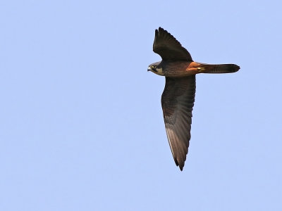 Eleonora's Falcon (Falco eleonorae) 