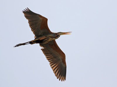 Purple Heron (Ardea purpurea)