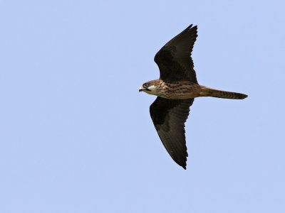 Eleonora's Falcon (Falco eleonorae) 