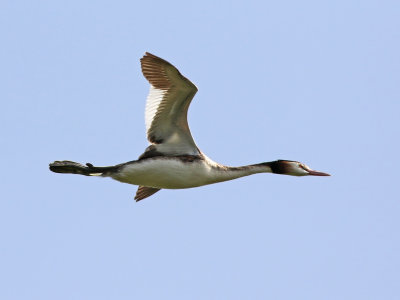 Great crested grebe (Podiceps cristatus) 