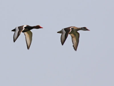 Red-crested Pochard (Netta rufina)