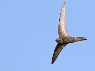 Common Swift (Apus apus)
