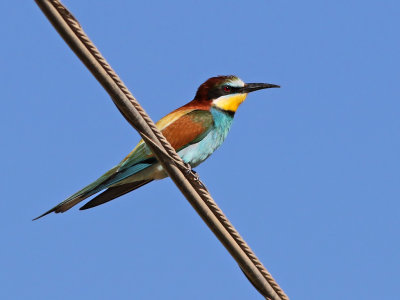 European Bee-eater (Merops apiaster)