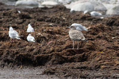 Caspian gull (Larus cachinnans)