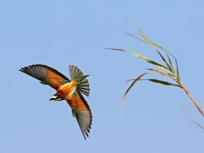 European Bee-eater (Merops apiaster) 