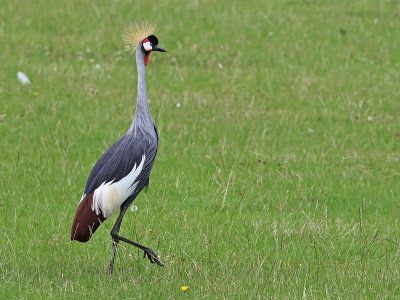 Grey Crowned Crane (Balearica regulorum)