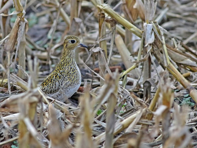 6. Shorebirds