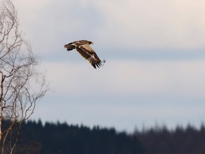 Steppe Eagle (Aquila nipalensis)