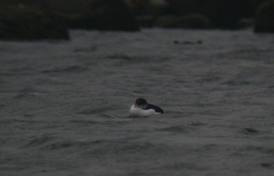 Thick-billed Murre (Uria lomvia)