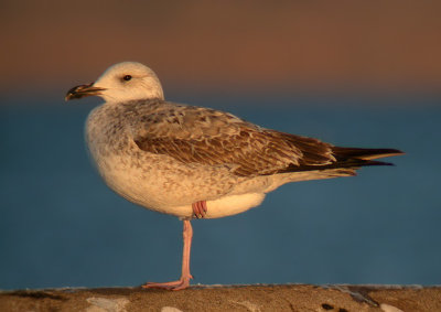 Caspian gull (Larus cachinnans)