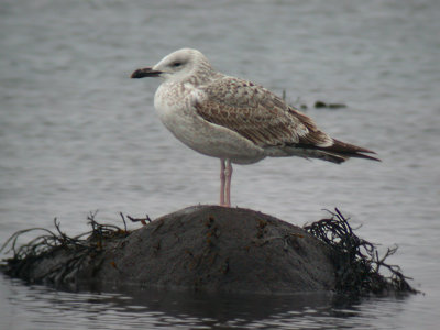 Caspian gull (Larus cachinnans)