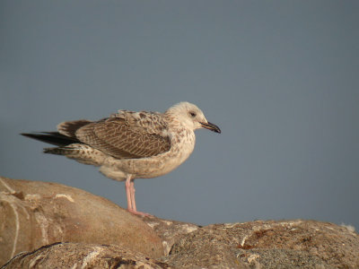 Caspian gull (Larus cachinnans)