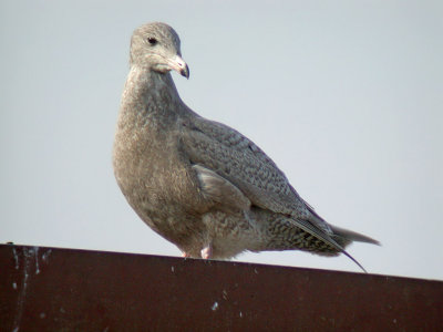 Glaucous Gull (Larus hyperboreus) 