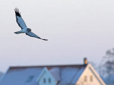 Hen Harrier (Circus cyaneus)