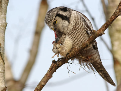 Northern Hawk-Owl (Surnia ulula)