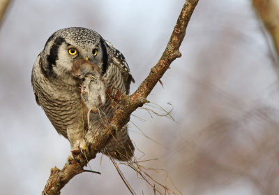 Northern Hawk-Owl (Surnia ulula) 