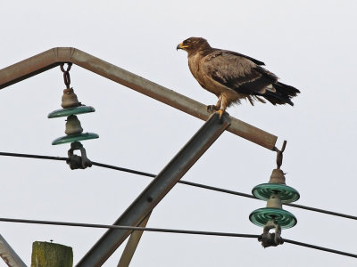 Steppe Eagle (Aquila nipalensis)