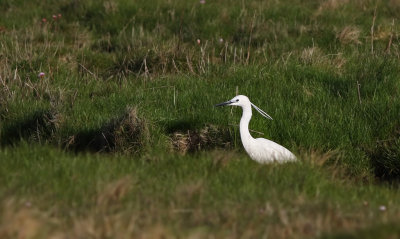 Rare Birds in Sweden 2015