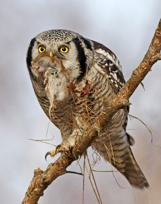 Northern Hawk-Owl (Surnia ulula) 