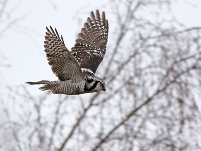 Northern Hawk-Owl (Surnia ulula)