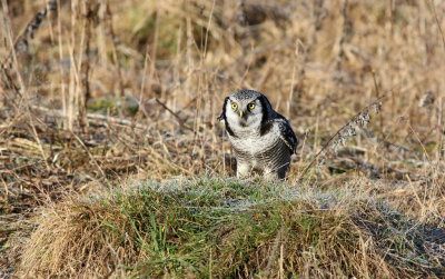 Northern Hawk-Owl (Surnia ulula) 