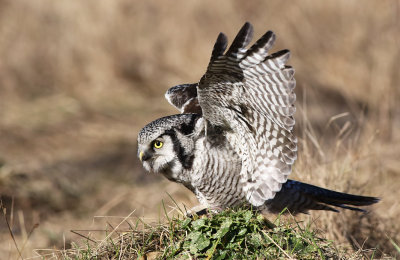 Northern Hawk-Owl (Surnia ulula)