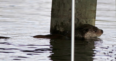 Eurasian Otter (Lutra lutra)