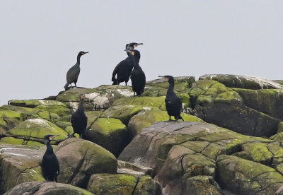 European Shag (Phalacrocorax aristotelis) 