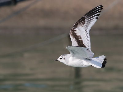 Little gull - Hydrocoloeus minutus  