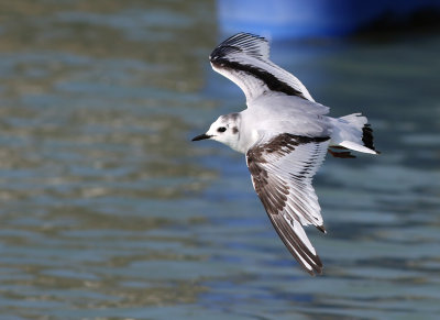Little gull - Hydrocoloeus minutus 