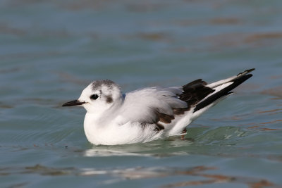 Little gull - Hydrocoloeus minutus 