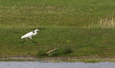 Little Egret (Egretta garzetta)