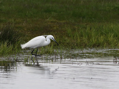 Little Egret (Egretta garzetta)