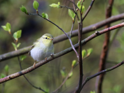 Wood Warbler (Phylloscopus sibilatrix)