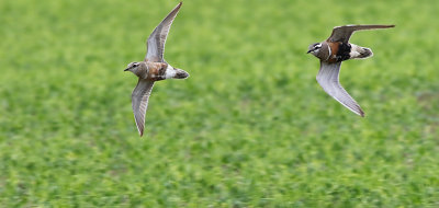 Eurasian dotterel (Charadrius morinellus)