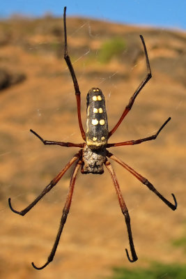 Red-legged Golden Orb-web Spider - (Nephila sumptuosa)