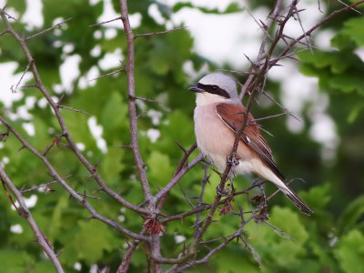 Red-backed Shrike (Lanius collurio) 