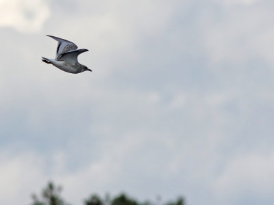Mediterranean gull (Ichthyaetus melanocephalus)
