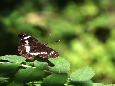 White Admiral (Limenitis camilla)