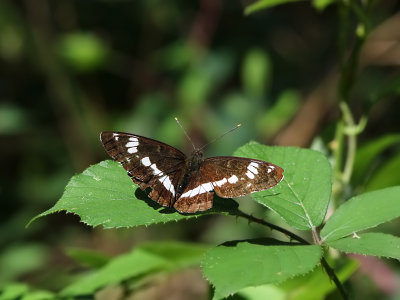 White Admiral (Limenitis camilla)