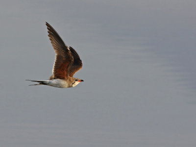 Collared Pratincole (Glareola pratincola)