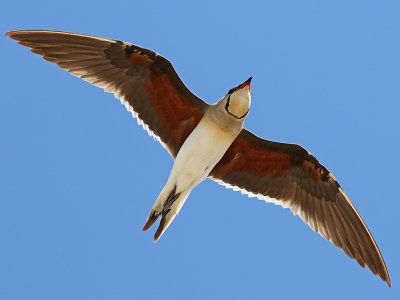 Collared Pratincole (Glareola pratincola)