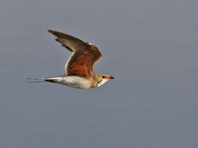 Collared Pratincole (Glareola pratincola)