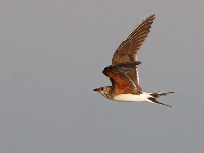 Collared Pratincole (Glareola pratincola)